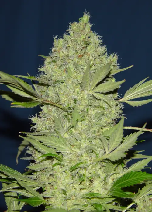Chronic