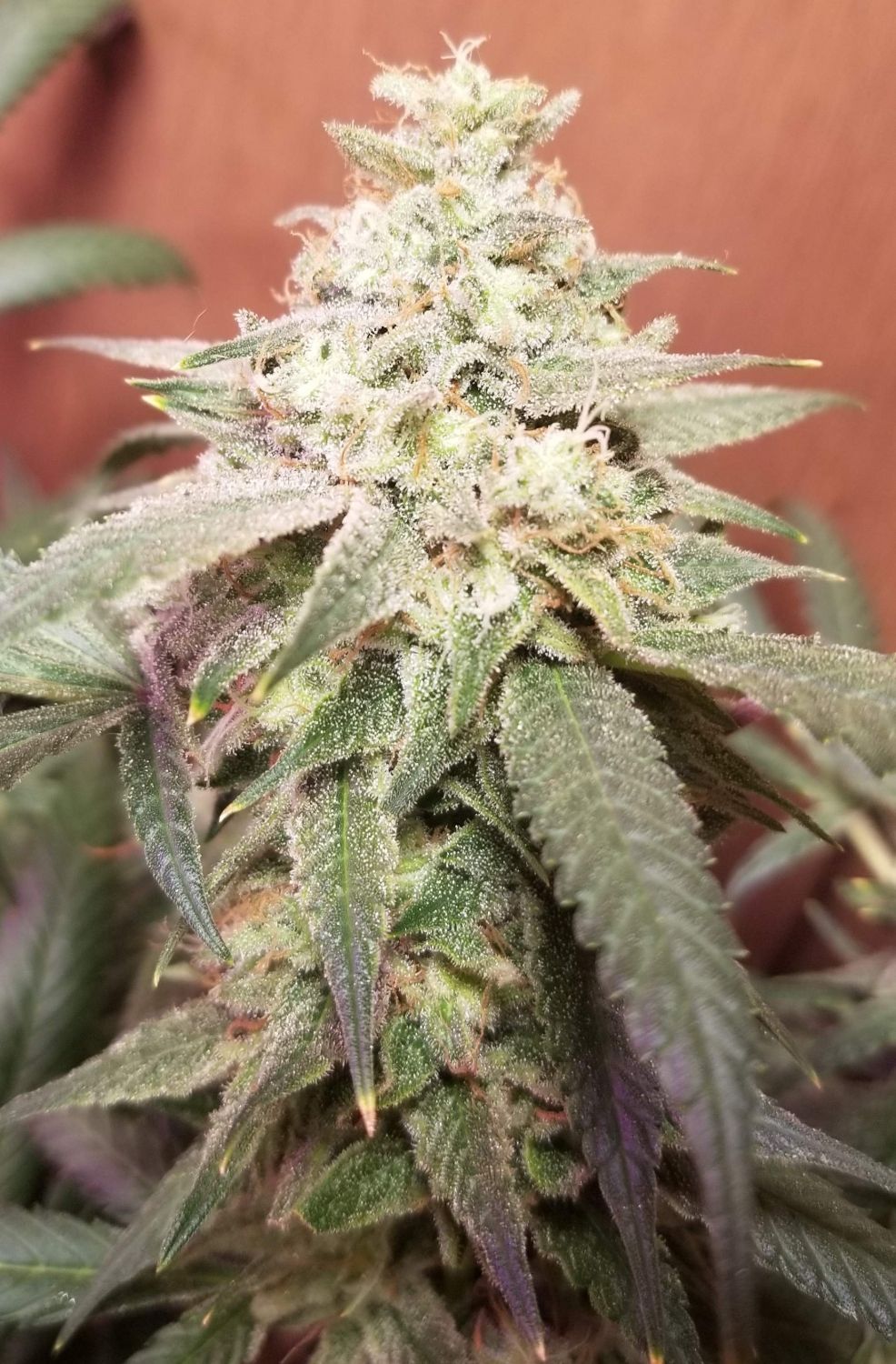 Banana Kush Autoflower Strain Info / Banana Kush Autoflower Weed By