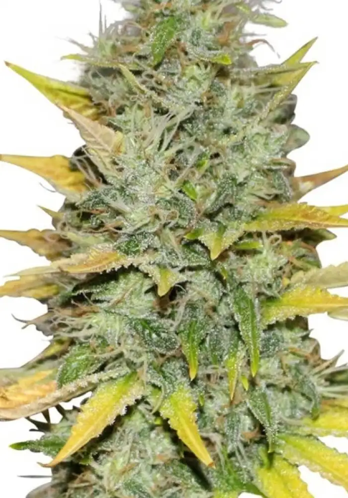 Gold Leaf Autoflower