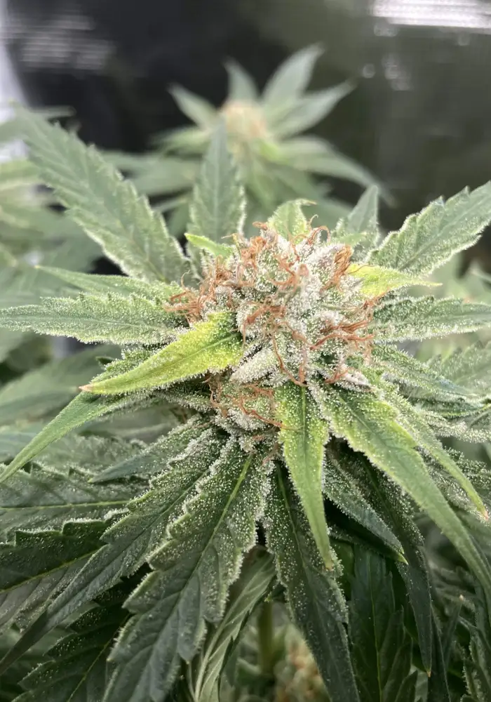 Purple Kush