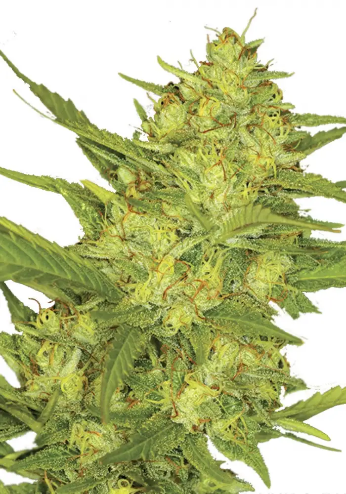 Sour Diesel Autoflower