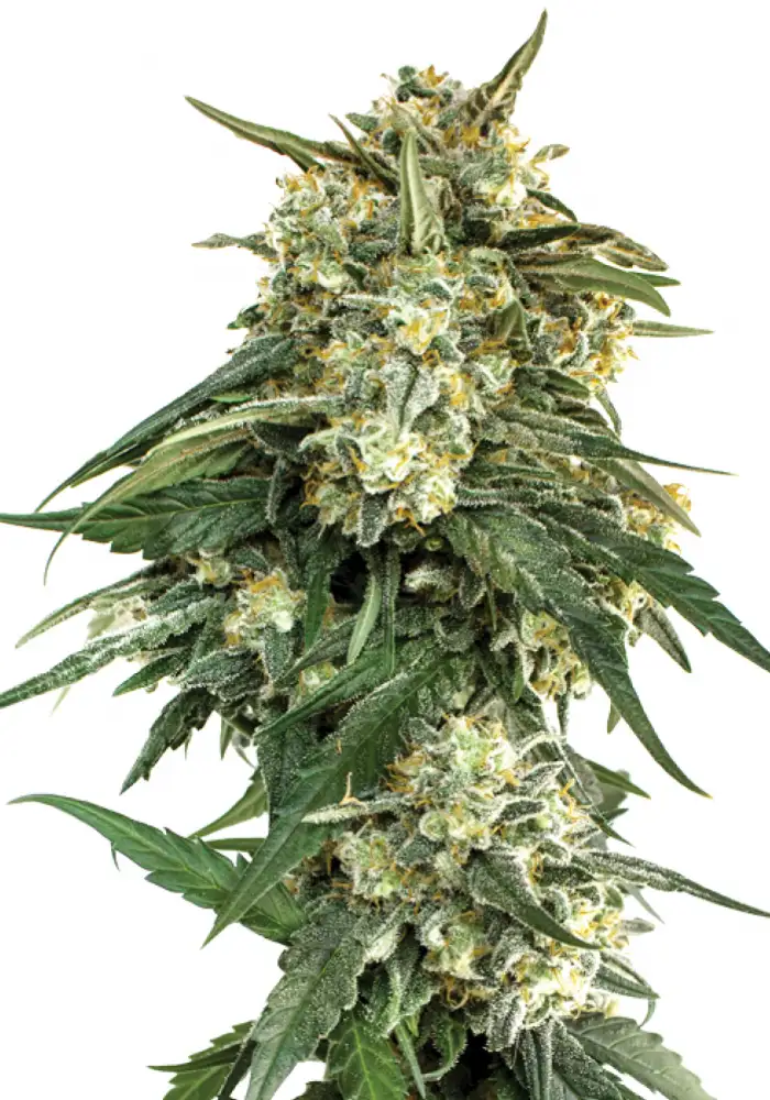 BCN Critical XXL Fast