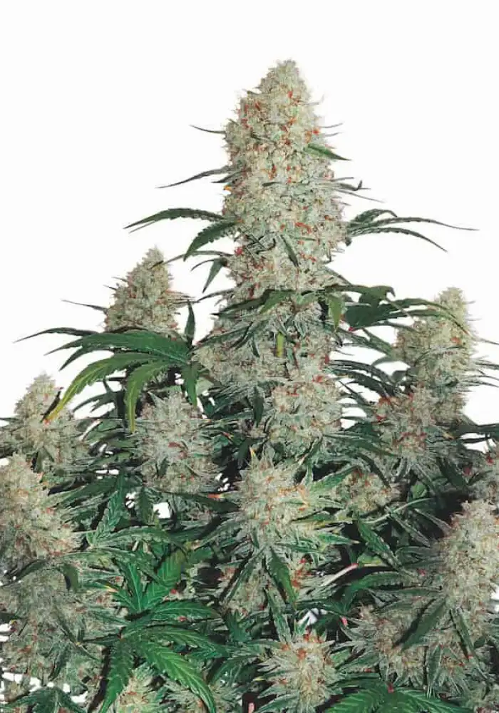 Afghani