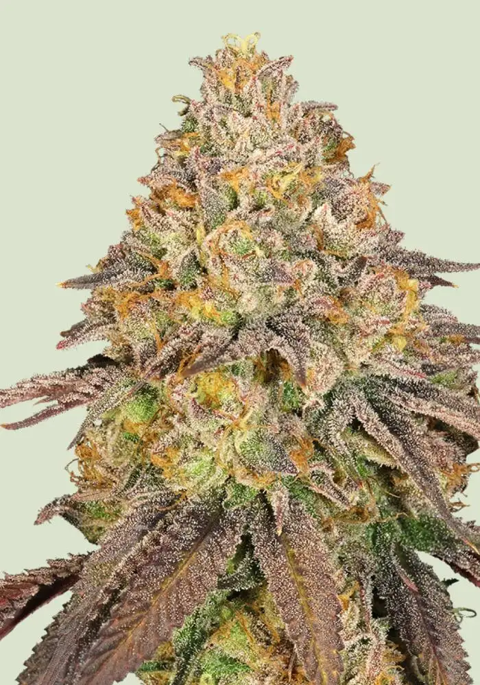 Legendary OG Punch