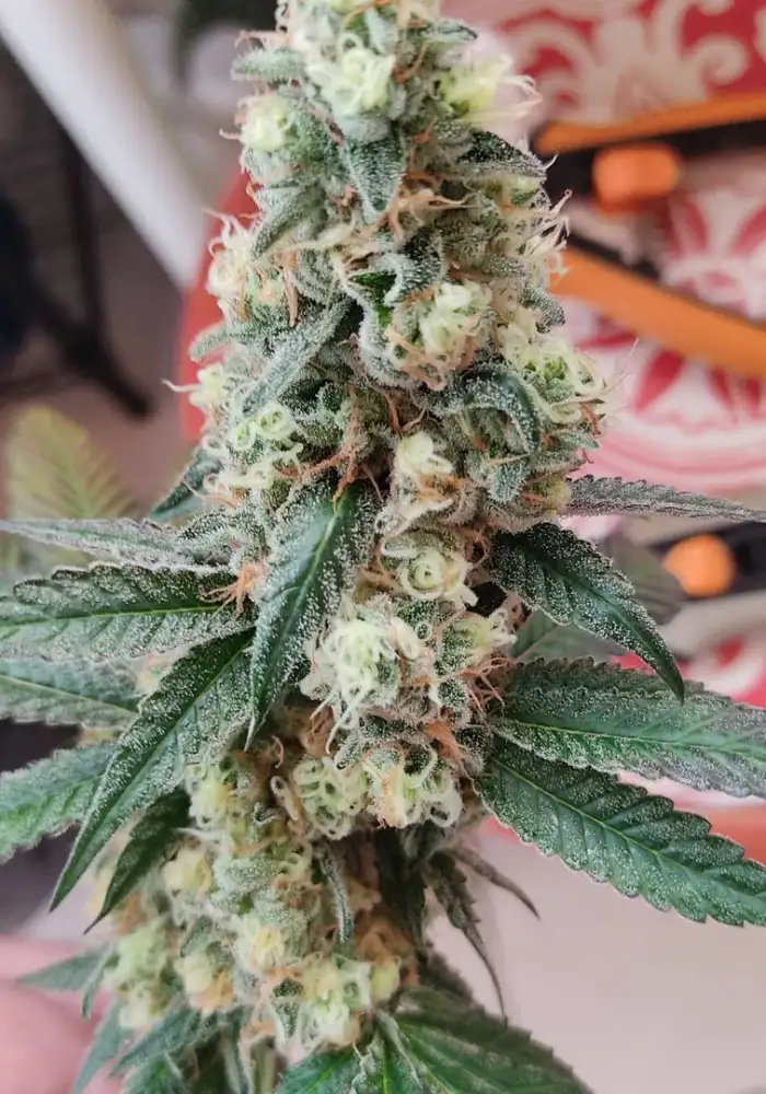 GMO x Purple Punch