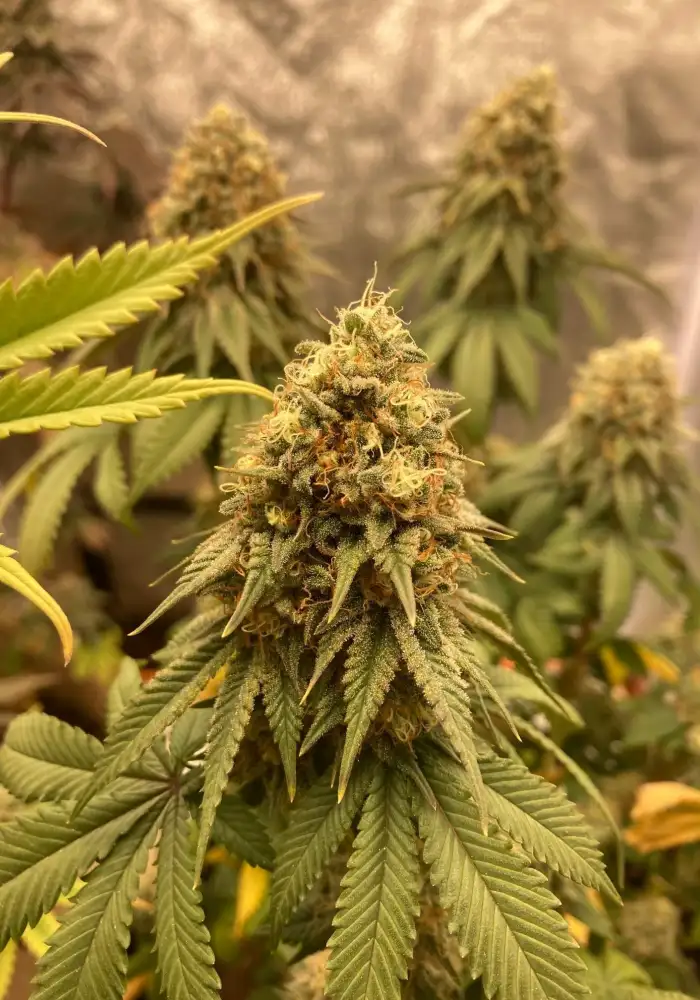 Northen Lights x OG Badazz