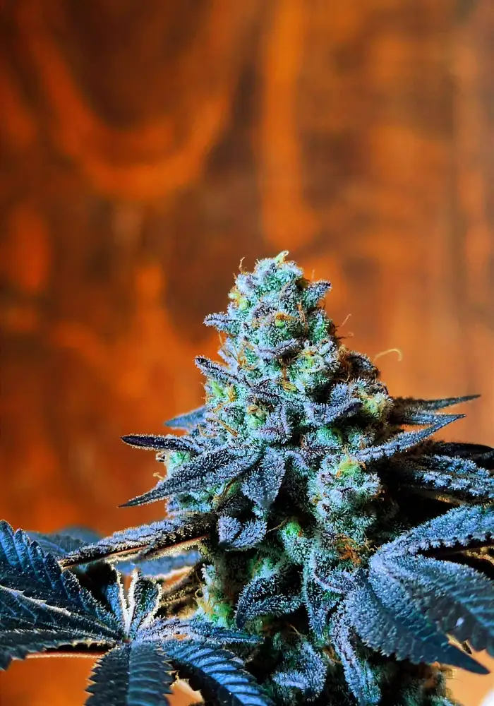 Sunset Sherbet x Purple Punch