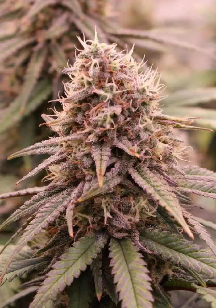 Early Lemon Berry RBX