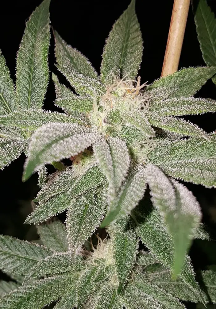 Alien Aphrodisiac