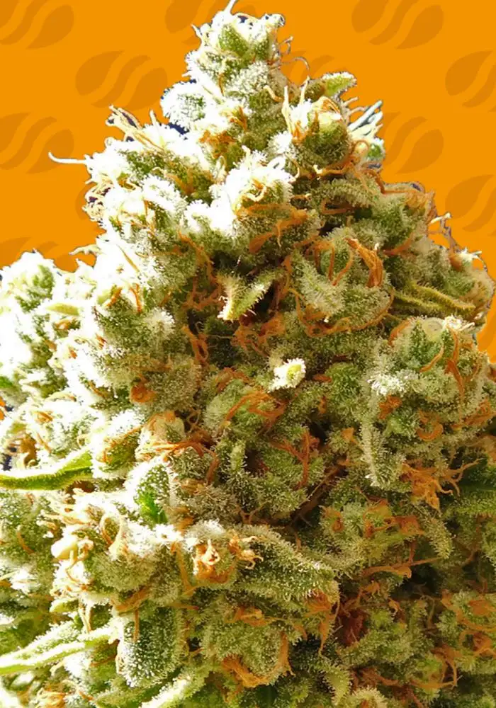 Pure Kush