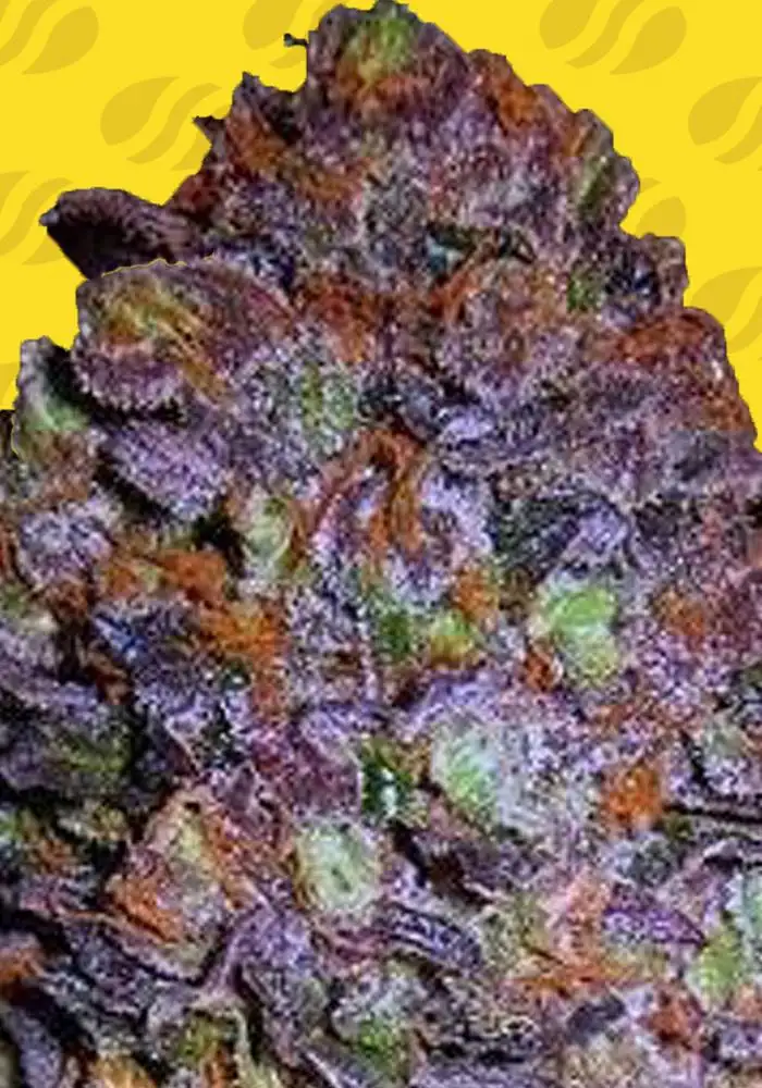 Purple Haze Auto