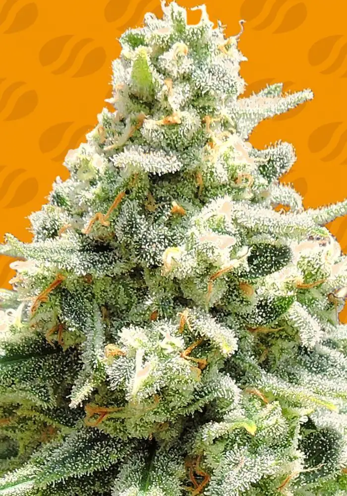 Amnesia Lemon Kush