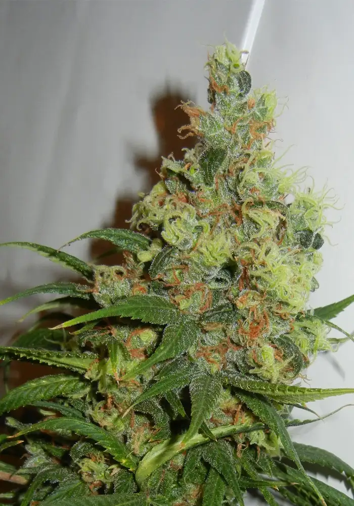 NeiL Haze Regular