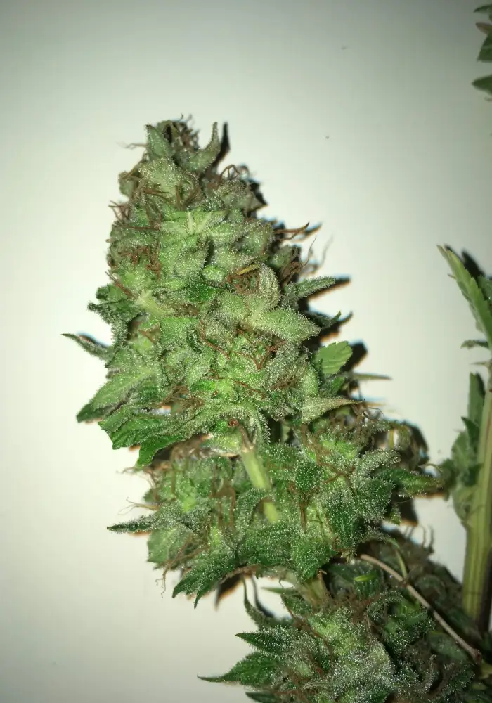 Boss Hog Auto