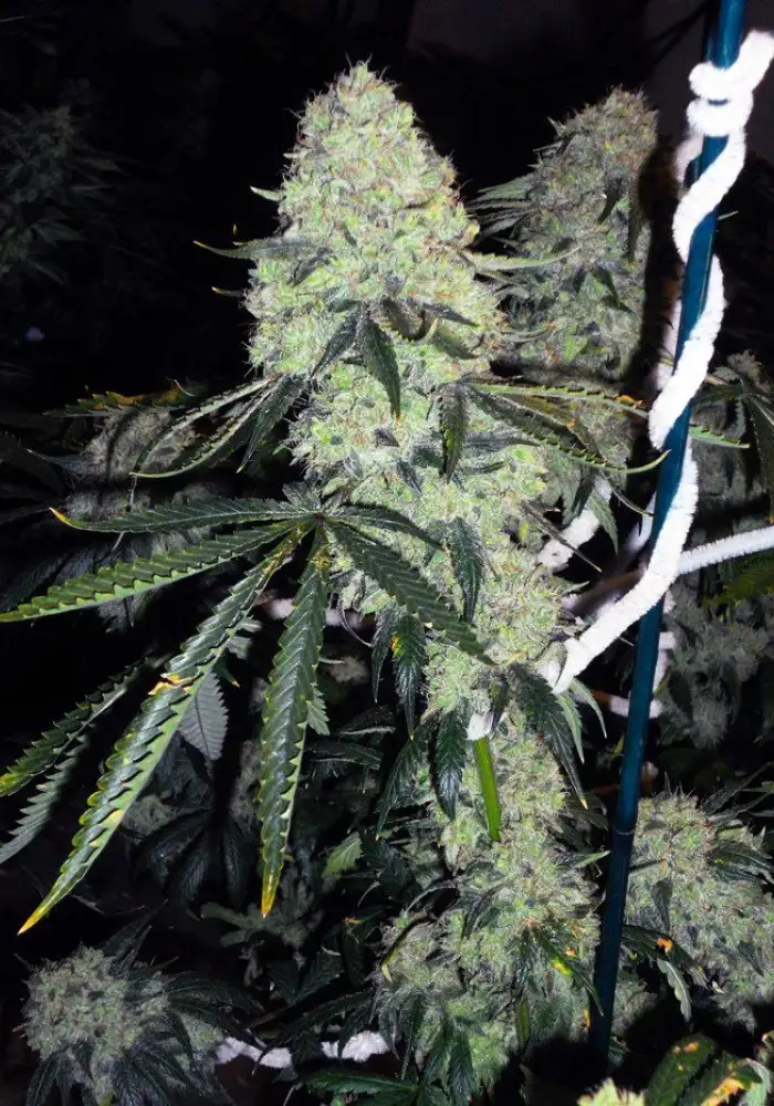 Deadhead OG Auto