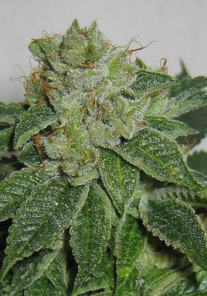 MK-Ultra Regular