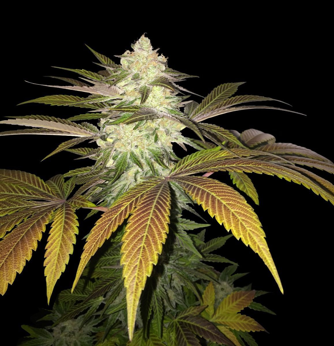 OrangeSicle Strain Info / OrangeSicle Weed By T.H.Seeds GrowDiaries