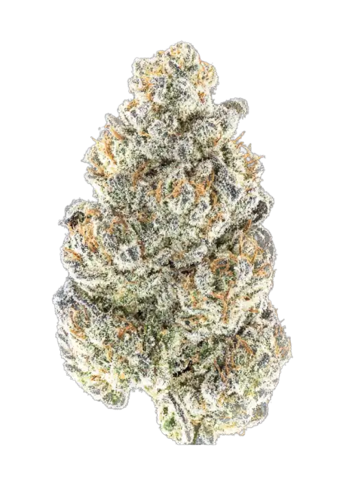 Tropical Mule