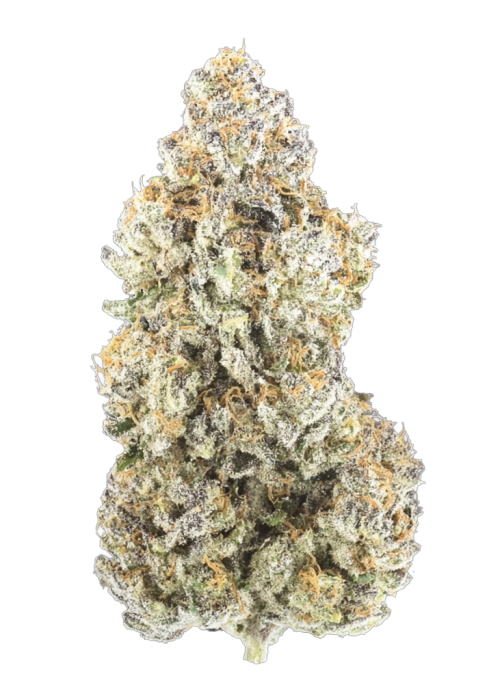 Platinum Paloma