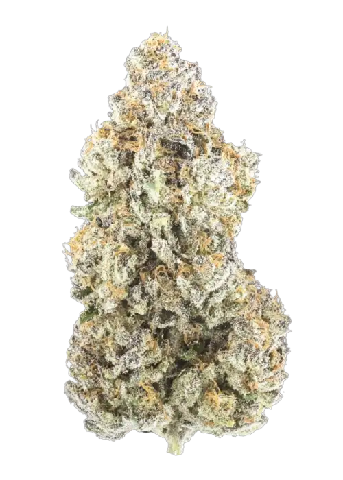 Platinum Paloma
