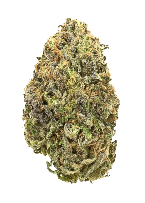 Pink Pineapple by Raw Genetics