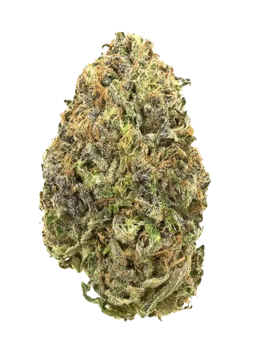 Pink Pineapple by Raw Genetics