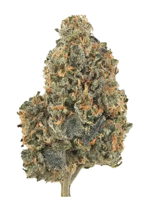 Zuni