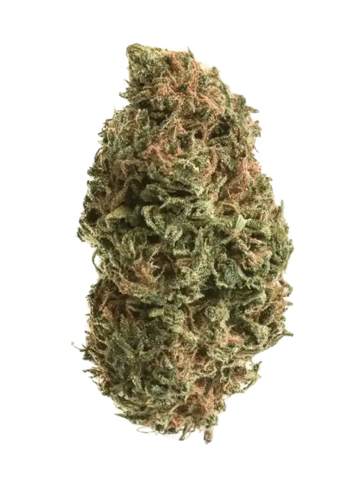 Manzanita