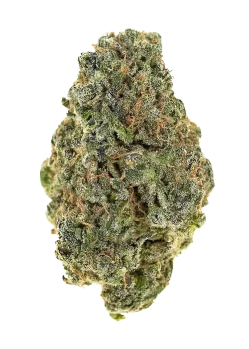 Palo Cedro