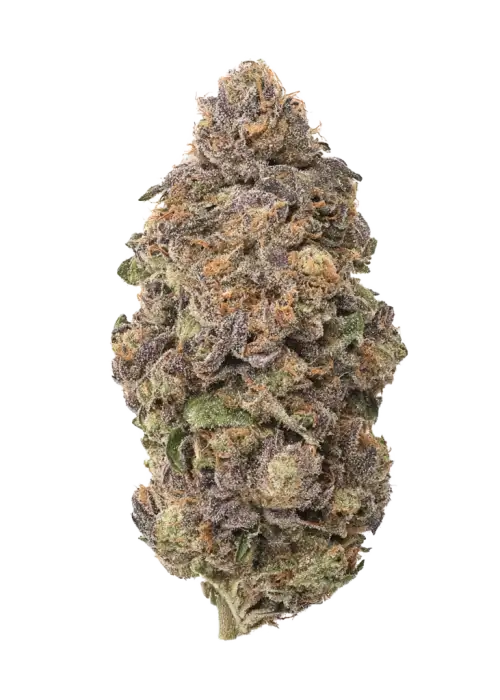 Shasta Bloom