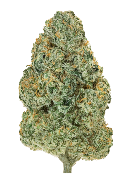 Sticky Orange XXL