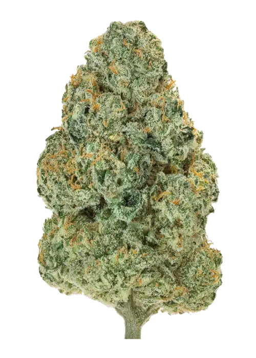 Sticky Orange XXL