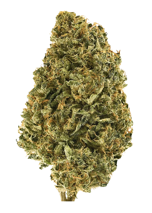 Dirty Mimosa