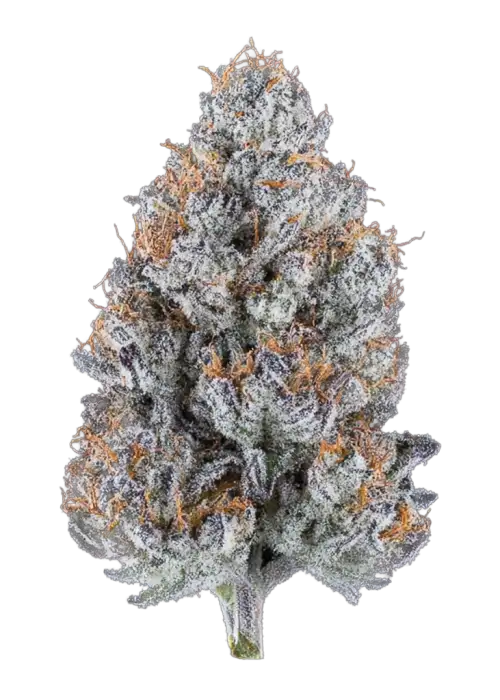 Ocean Rosa