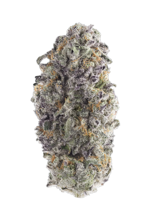 Wet Wet by Pheno Addicts