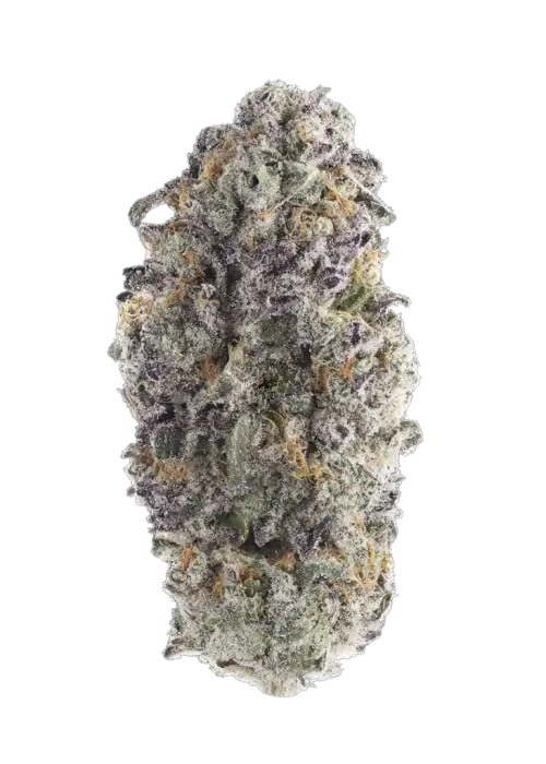 Wet Wet by Pheno Addicts