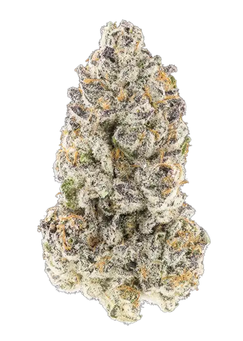 Zushimi by In House Genetics