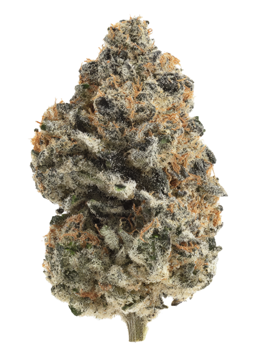 Strawberries and Cream by Exotic Genetix