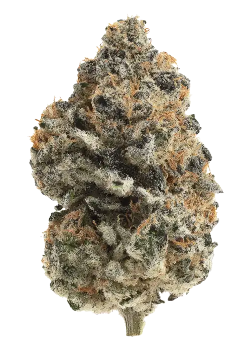 Strawberries and Cream by Exotic Genetix