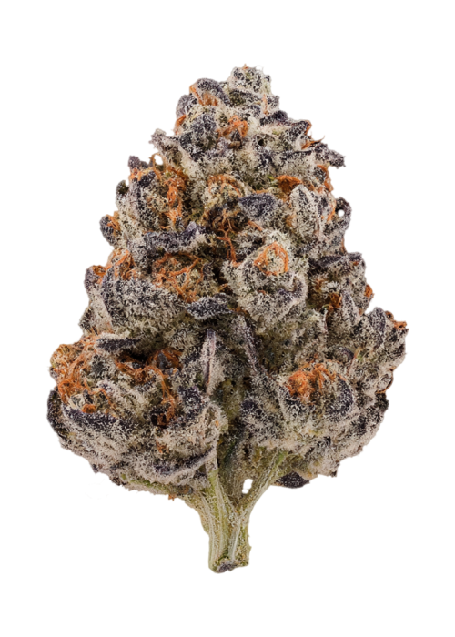 Rainbow Runtz by Wizard Trees