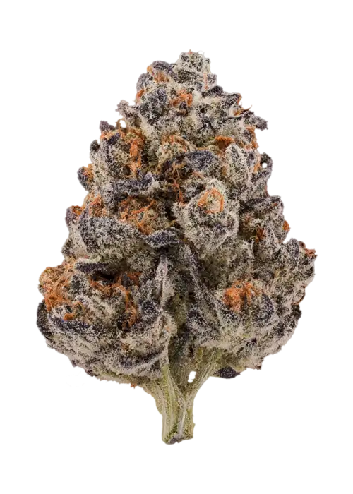 Rainbow Runtz by Wizard Trees