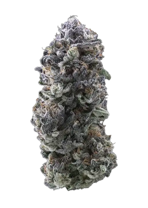 Mendo Breath Auto