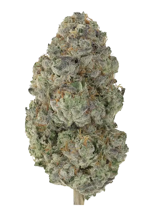 Banana Guava Auto™