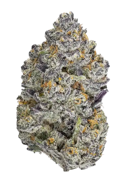 Mendo Guava Auto™