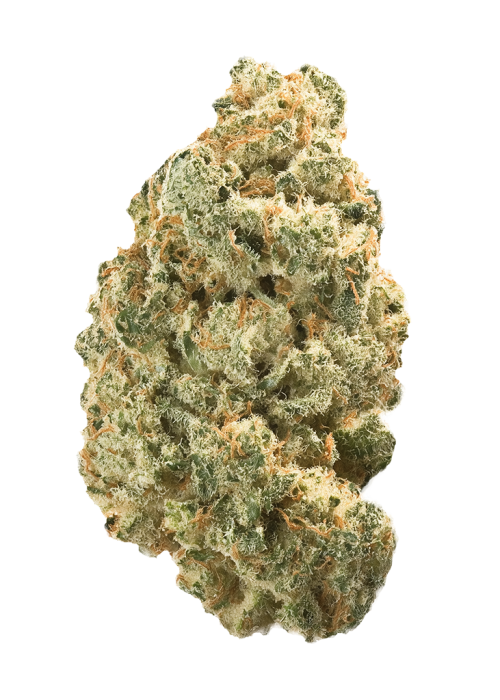 Trump OG