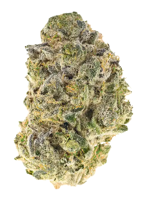 Dark Matter by Wizard Trees