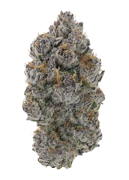 Ocean Truffle