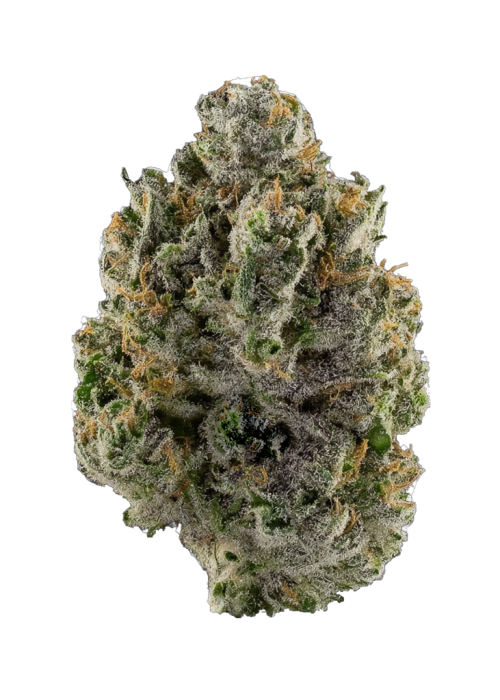 Castaway CBDV