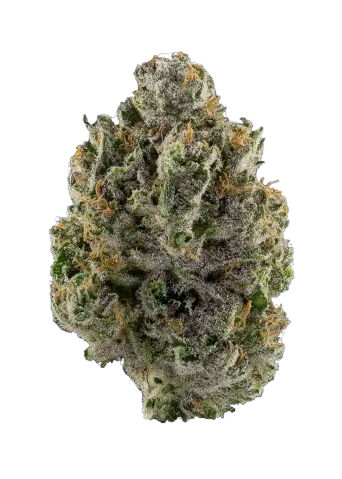 Castaway CBDV