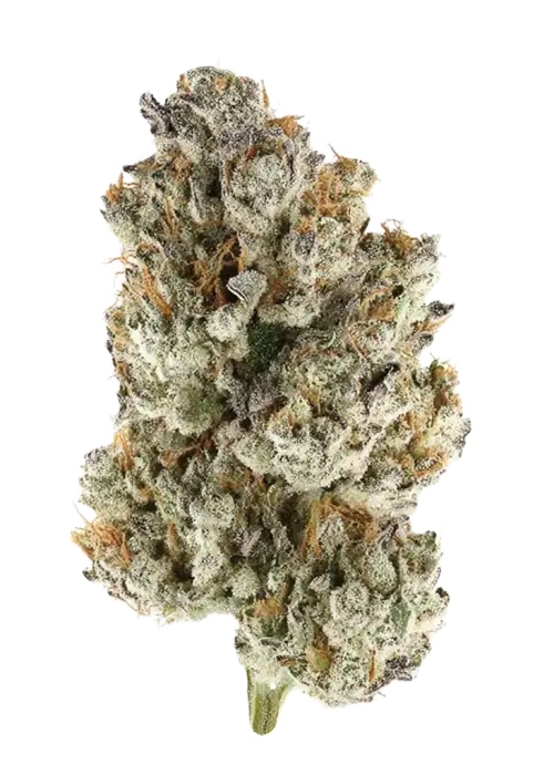 Neon Frost